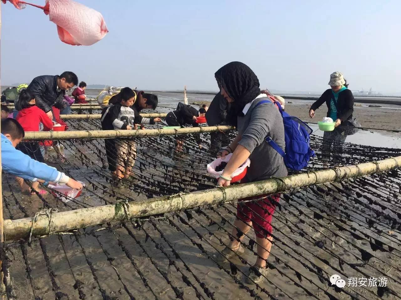 鱼我所欲也，紫菜亦我所欲也~2016翔安海岛旅游节欢乐登场