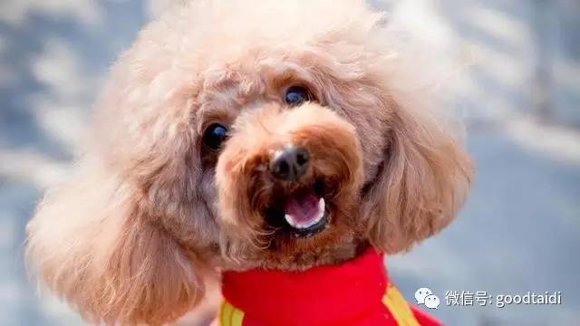 小泰迪不能吃什么食物,小泰迪不能吃的有哪些