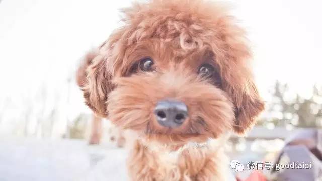 小泰迪不能吃什么食物,小泰迪不能吃的有哪些