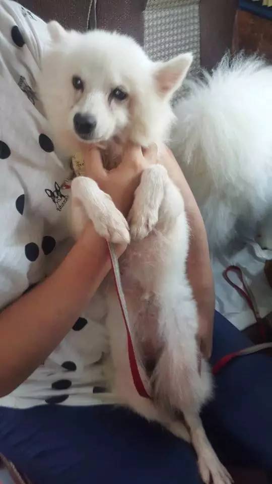 狗狗洗澡没吹干生病了怎么办,狗狗生病了舔自己是什么原因