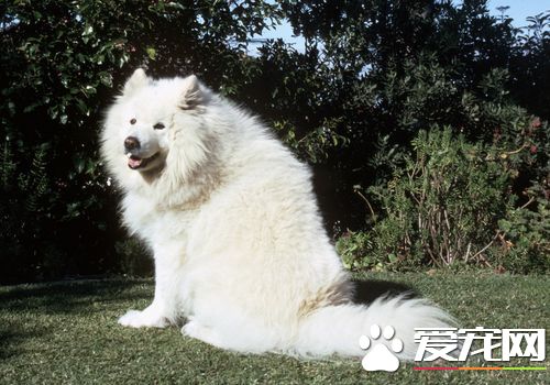 如何喂养萨摩耶,如何饲养萨摩耶幼犬不咬人