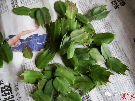 快死的花埋沙里能救活吗,快死的花