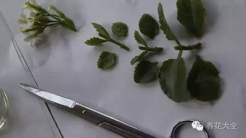 快死的花埋沙里能救活吗,快死的花