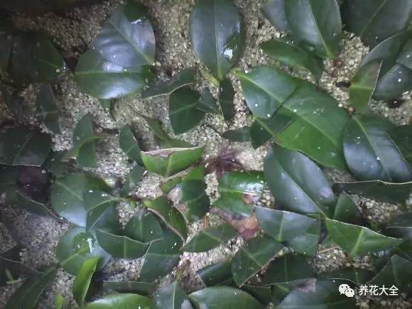 快死的花埋沙里能救活吗,快死的花