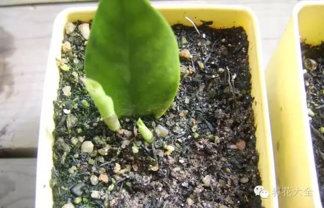 快死的花埋沙里能救活吗,快死的花