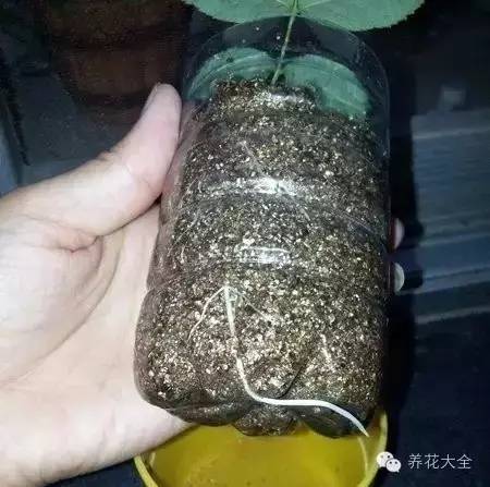 快死的花埋沙里能救活吗,快死的花