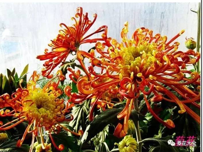 快死的花埋沙里能救活吗,快死的花