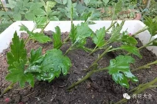 快死的花埋沙里能救活吗,快死的花