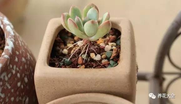 多肉老是长气根怎么办,多肉为什么生气