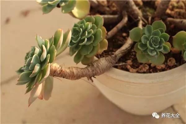 多肉老是长气根怎么办,多肉为什么生气
