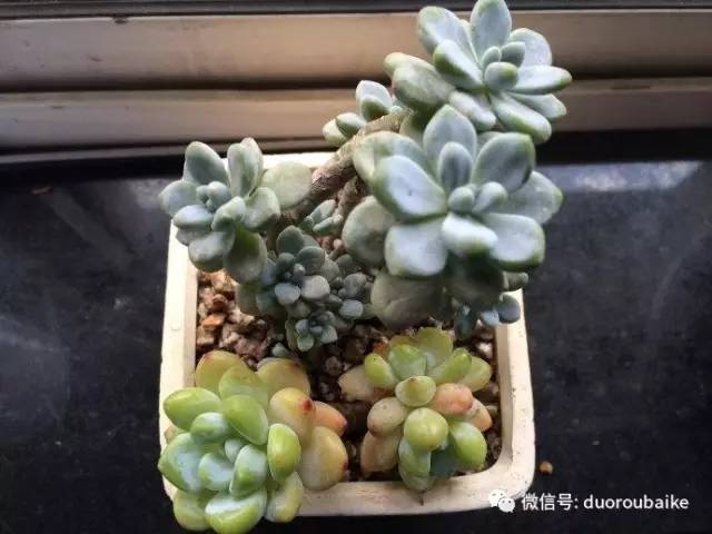 罗琦跟劳尔,罗琦和劳尔最新视频