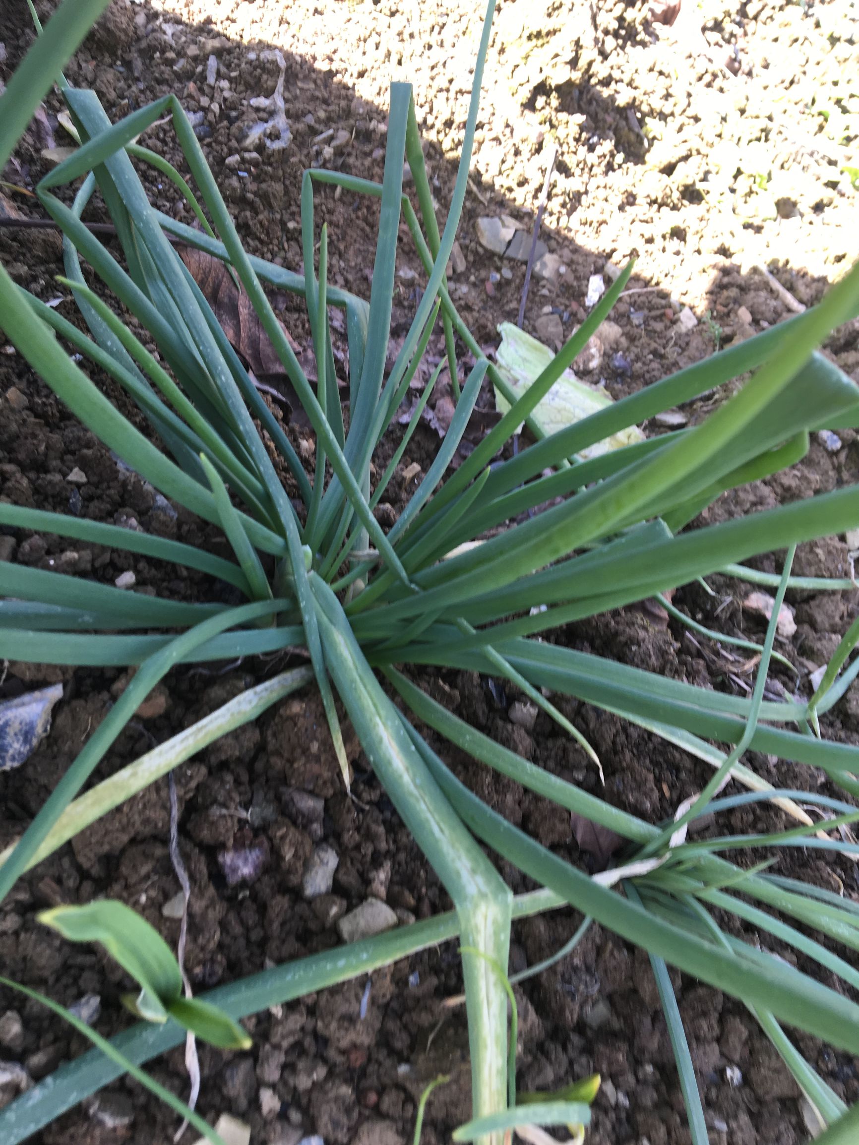 这个所有人都认识的东西，居然能减肥、治口腔溃疡！