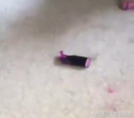 狗狗偷吃主人口红,狗狗偷吃主人不知道