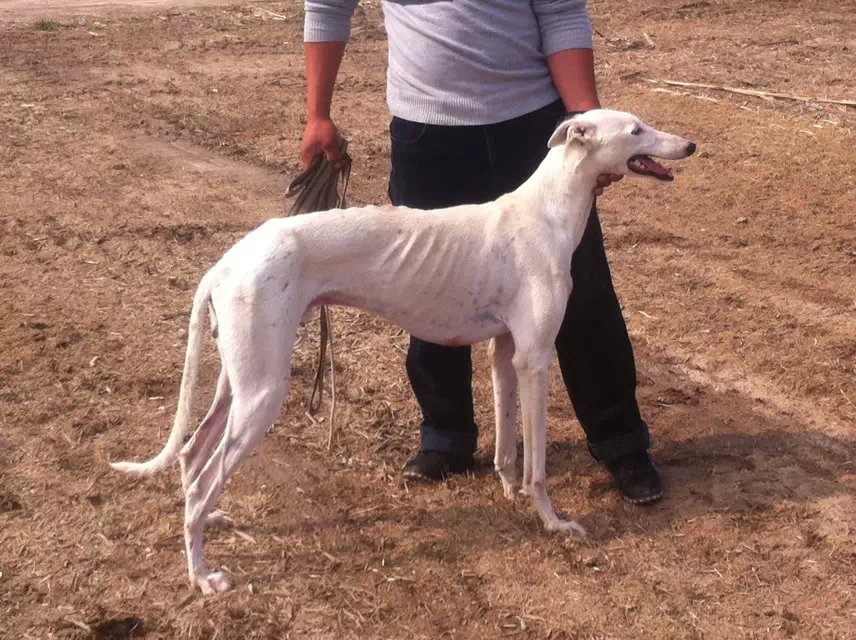 格力犬视频素材稀有,分享一张格力犬的照片