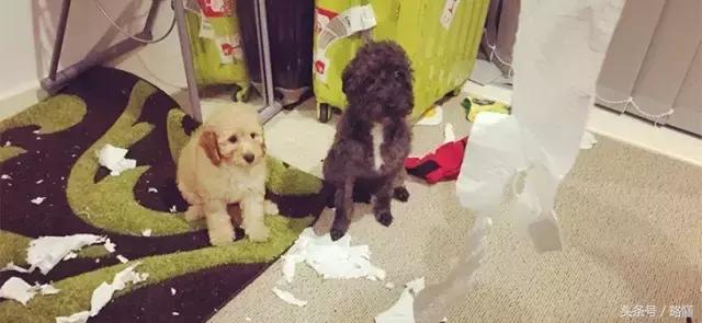 铲屎官有哪些烦恼,铲屎官的烦恼金毛