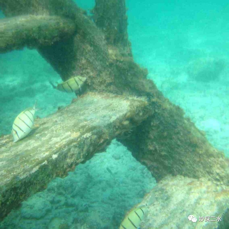 蹇冭摑娓呰繙,myblueheart