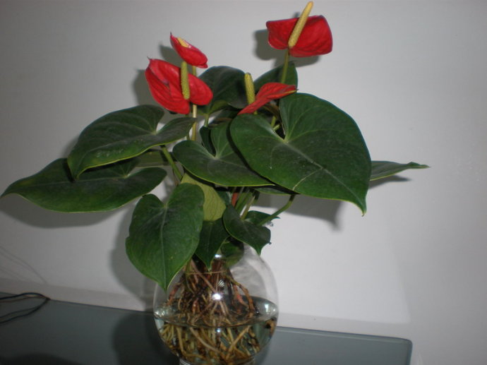 水培红掌为什么不长红叶,水培红掌根变绿怎么办