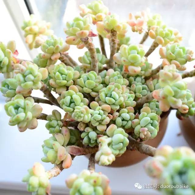 罗琦跟劳尔,罗琦和劳尔最新视频