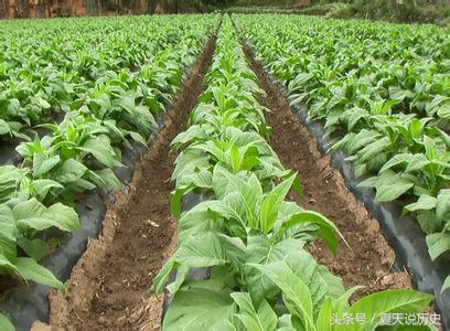 烟草的危害,烟草带来的危害