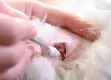 狗狗不停的摇头晃脑打喷嚏,狗狗摇头晃脑走路不稳怎么回事