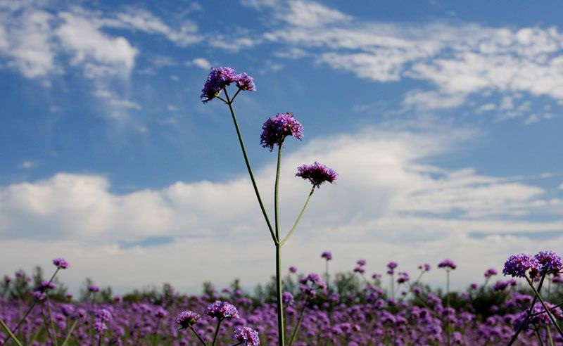 离这里最近的薰衣草庄园,中国最浪漫的地方薰衣草
