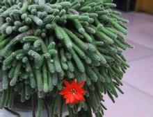 十大防辐射最好的水培植物,防辐射植物有哪些