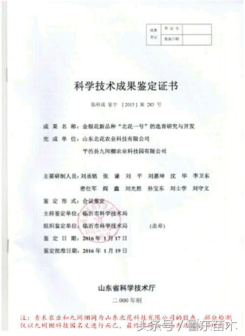 北花一号金银花不搭架可以吗,不开花的金银花苗木
