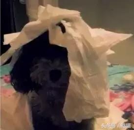 铲屎官有哪些烦恼,铲屎官的烦恼金毛