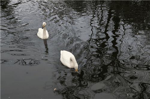 定位专业,佳能eos5dmarkiv