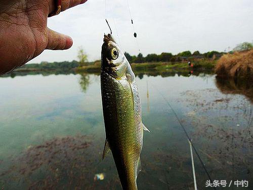 钓鱼人的一周生活,一个钓鱼人的一次完整垂钓过程