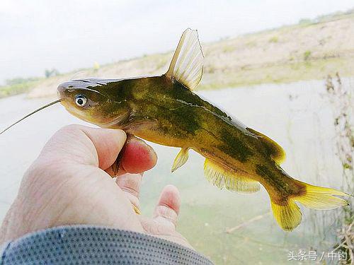钓鱼人的一周生活,一个钓鱼人的一次完整垂钓过程