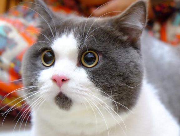 猫主子多少钱,猫咪必备药品平价推荐