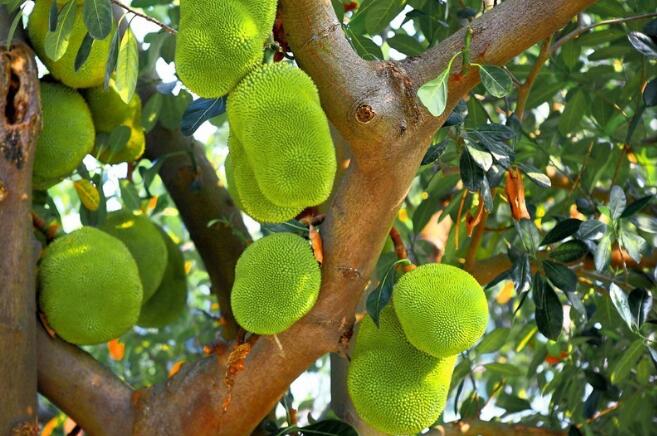 水果皇后菠萝蜜,菠萝蜜为什么叫水果皇后