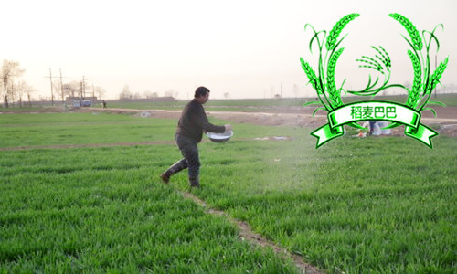 小麦钾肥多了有什么影响,小麦钾肥施多了会倒伏吗