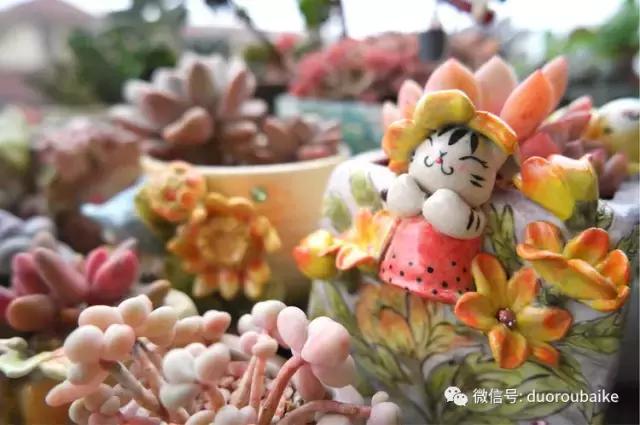 太实用了！图解多肉的配土及用药！