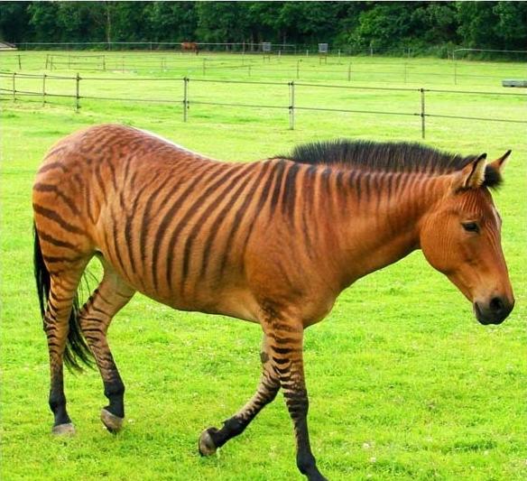 斑马和普通的马在一起后生下的马长什么样？