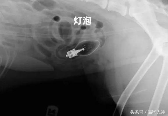 你莫名其妙找不到的东西，可能都在你家狗狗肚子里