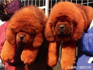 藏獒怎么培育得更大,如何挑选优秀藏獒犬