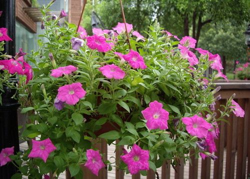 花卉叶子变黄怎么处理,盆栽花卉叶子发黄有何妙招