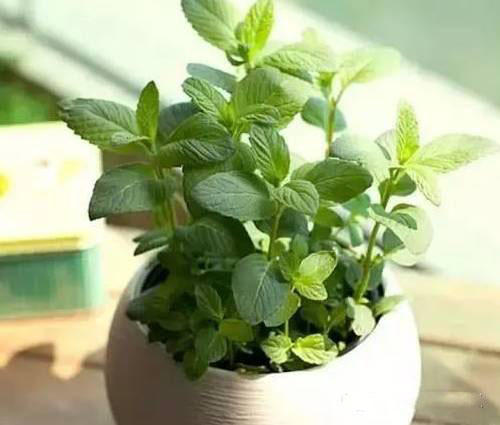 花卉叶子变黄怎么处理,盆栽花卉叶子发黄有何妙招