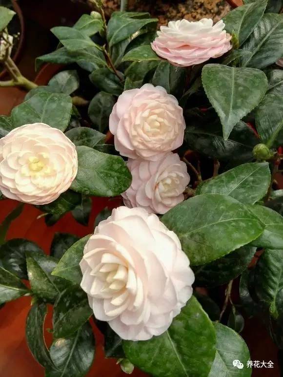 快死的花埋沙里能救活吗,快死的花