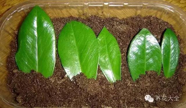 快死的花埋沙里能救活吗,快死的花