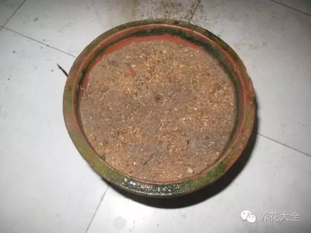 快死的花埋沙里能救活吗,快死的花