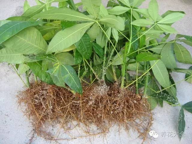 快死的花埋沙里能救活吗,快死的花