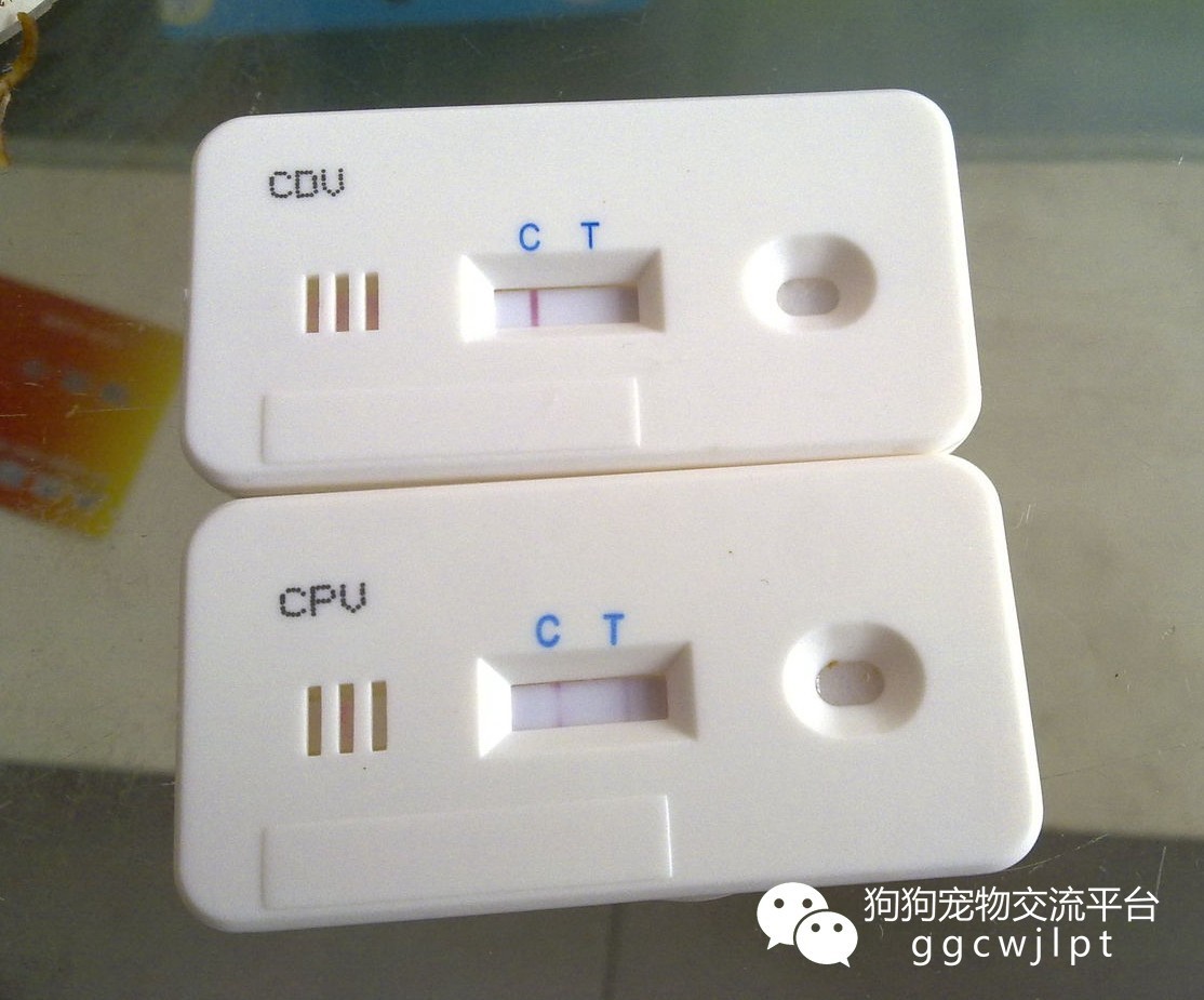 狗狗急性肠胃炎拉稀带血怎么治,狗狗又吐又拉稀带血是什么原因