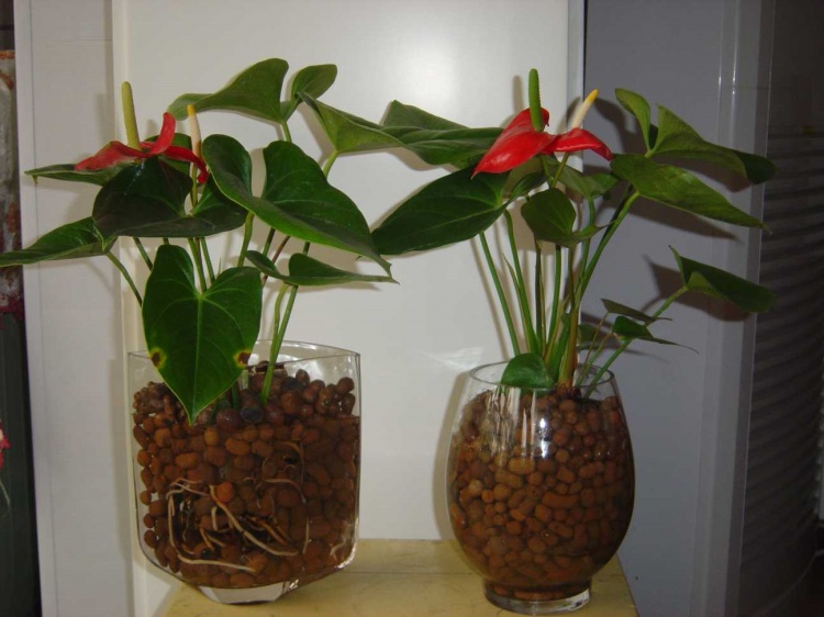 水培红掌为什么不长红叶,水培红掌根变绿怎么办