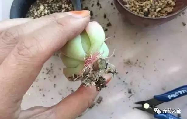 多肉老是长气根怎么办,多肉为什么生气