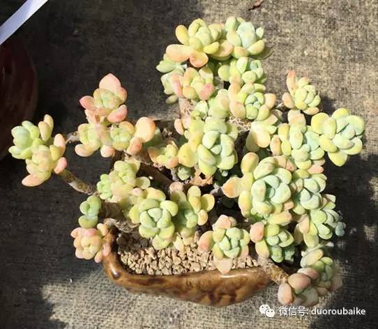 罗琦跟劳尔,罗琦和劳尔最新视频