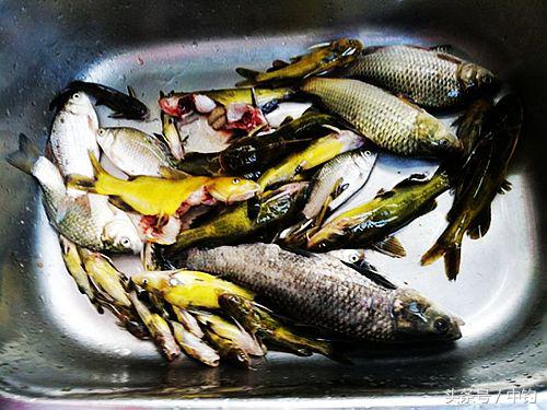 钓鱼人的一周生活,一个钓鱼人的一次完整垂钓过程