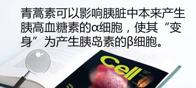 青蒿素治疗糖尿病的研究,青蒿素能治糖尿病怎么用呢